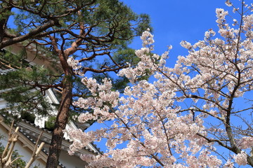 桜と松の競演（高知公園）