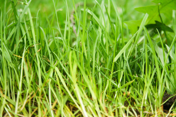 Fototapeta na wymiar Abstract natural backgrounds with green grass