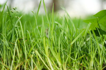 Abstract natural backgrounds with green grass