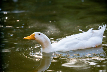 white duck in the water swimming in the river