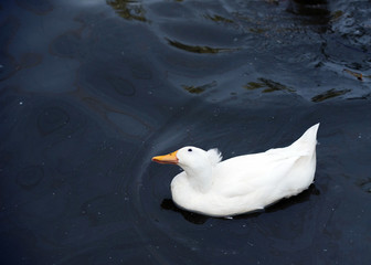 white duck in the water swimming in the river