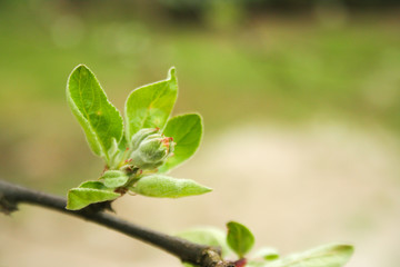 A developing apple blossom. The first signs of spring. Flowers grow and bloom.