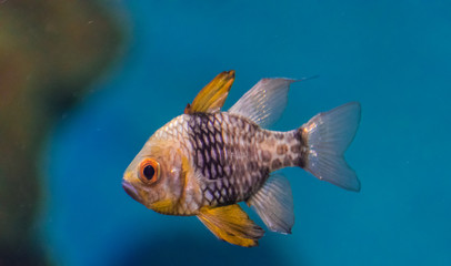 spotted cardinalfish portrait (Sphaeramia nematoptera) with blue water background