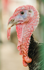 Turkey face view- animals