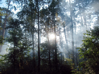 Obraz premium The sun shines through the trees in the forest with tall trees in haze