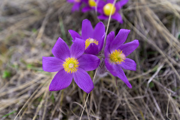 spring flower dream-grass purple, close-up