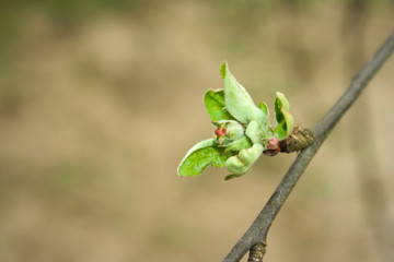 Obraz premium A developing apple blossom. The first signs of spring. Flowers grow and bloom.