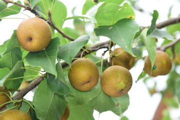 Pear tree is full of fruit