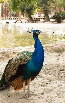 Peacock. Indian wild peacock (Pavo cristatus). Portrait of a beautiful peacock with feathers out against water. Walking peacock with a beautiful tail