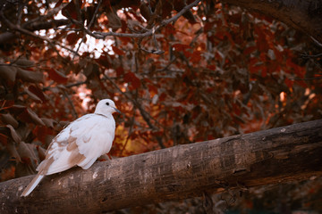 white pigeons dove sitting on a tree branch with blurred background
