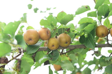 Pear tree is full of fruit