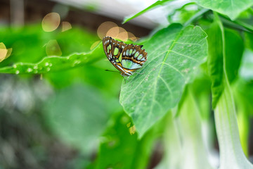 Siproeta stelenes green malachite butterfly