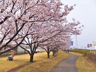 桜