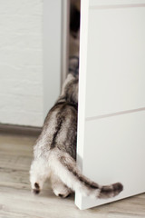 Fototapeta premium cute grey cat