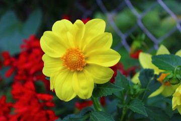 yellow flower in the garden