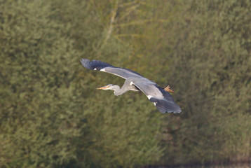 Heron landing on a post, looking for a hunting spot and then leaving