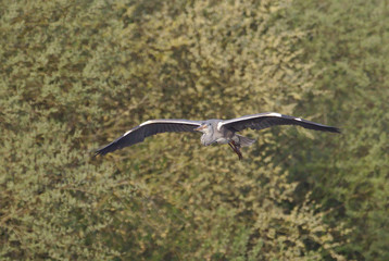 Heron landing on a post, looking for a hunting spot and then leaving