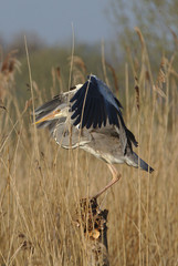 Heron landing on a post, looking for a hunting spot and then leaving