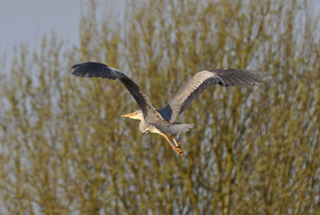 Heron landing on a post, looking for a hunting spot and then leaving