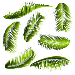 Palm Leaves Isolated. Realistic Branches Set. Vector Tropical Foliage. Floral Elements. Illustration of Jungle Plants. Tropic Palm Leaves for Pattern, Wallpaper, Print, Fabric, Textile or Your Design.