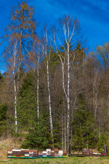 Bienenstock vor Birken im Wald