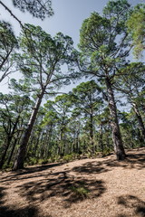 Fototapeta premium On a slope in a pine forest