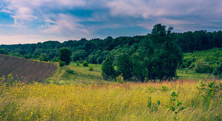 Fototapeta premium Fields landscape in summer sunset and sunrise