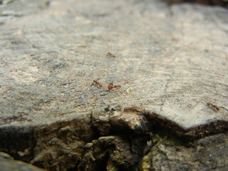 Fototapeta na wymiar ants on a wooden stump