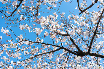 青空と桜