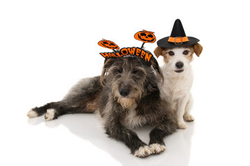 TWO DOGS HALLOWEEN. JACK RUSSELL DRESSED AS A WIZARD OR WITCH AND SHEEPDOG WEARING A SIGN HEADBAND...