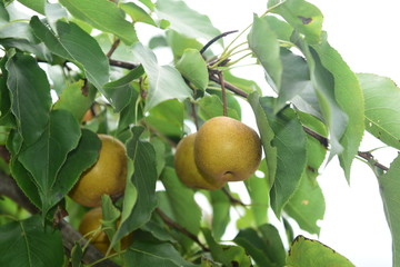 Pear tree is full of fruit