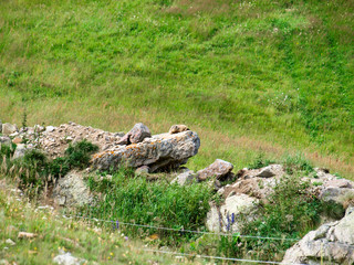 Marmot on alert on a stone
