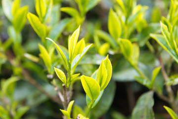 Darjeeling, India - Apr 19 2018- Tea leaf on Happy Valley Tea Estate in Darjeeling, West Bengal, India. Darjeeling teas are regarded as one of the best world wide.