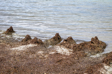 A beach with the foreshore covered with sea grass