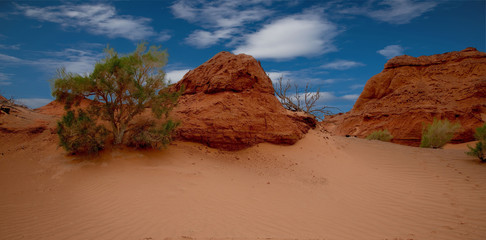 Mongolia. The Central part of the Gobi desert. Saxaul and poplar in the Herman Tsav oasis.
