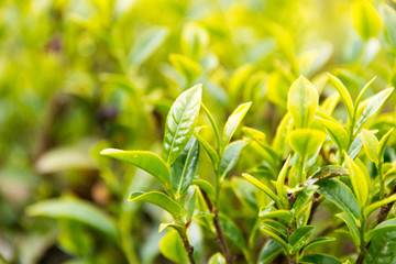 Darjeeling, India - Apr 19 2018- Tea leaf on Happy Valley Tea Estate in Darjeeling, West Bengal, India. Darjeeling teas are regarded as one of the best world wide.