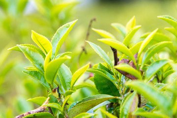 Darjeeling, India - Apr 19 2018- Tea leaf on Happy Valley Tea Estate in Darjeeling, West Bengal, India. Darjeeling teas are regarded as one of the best world wide.