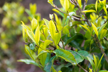 Obraz premium Darjeeling, India - Apr 19 2018- Tea leaf on Happy Valley Tea Estate in Darjeeling, West Bengal, India. Darjeeling teas are regarded as one of the best world wide.