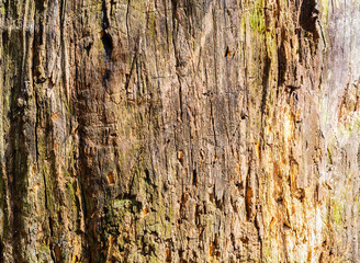 Wood Texture With Natural Pattern