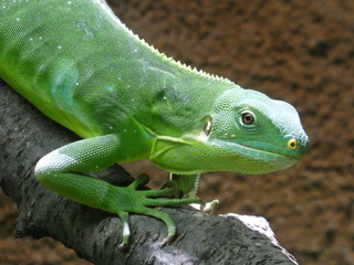 Fiji banded iguana