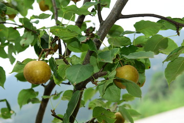 Pear tree is full of fruit
