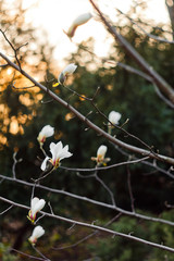 Unblown bud of white magnolia on a tree branch close up against the background of leaves and trees.