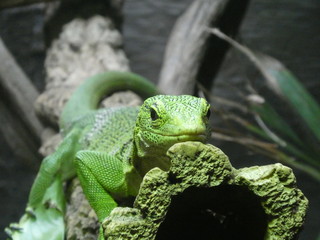 Fototapeta premium Emerald tree monitor