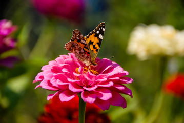 Fototapeta na wymiar butterfly feeding on big pink flower with blurred background