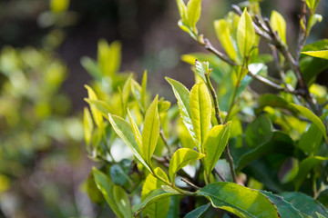 Darjeeling, India - Apr 19 2018- Tea leaf on Happy Valley Tea Estate in Darjeeling, West Bengal, India. Darjeeling teas are regarded as one of the best world wide.