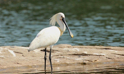 Eurasian Spoon Bill in Plumage, Platalea leucorodia, Ranganathittu Bird Sanctuary, Karnataka, India.