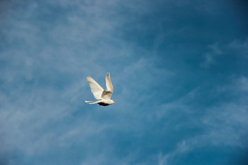 White dove fly on blue sky background
