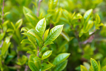 Darjeeling, India - Apr 19 2018- Tea leaf on Happy Valley Tea Estate in Darjeeling, West Bengal, India. Darjeeling teas are regarded as one of the best world wide.