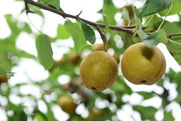 Pear tree is full of fruit