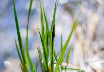 Young growing reed and its green leaves against a blurred background of the lake. © Sergey T..